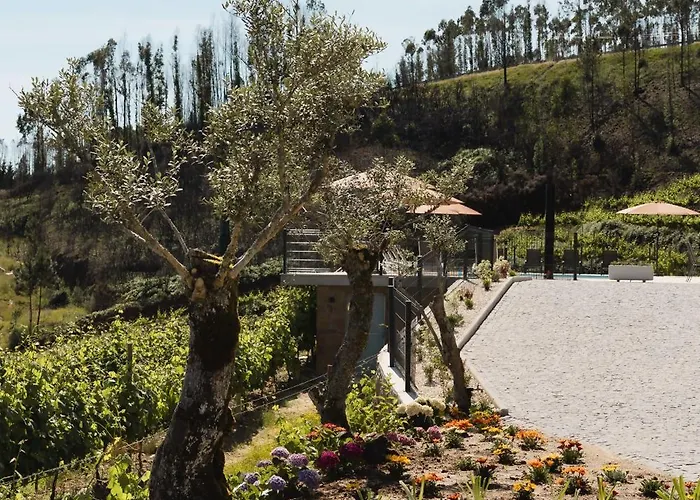 Casa Do Tojo Camelias De Basto - * Pedras Alvas